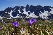 33 Crocus primaverili sullo sfondo delle Piccole Dolomiti Scalvine